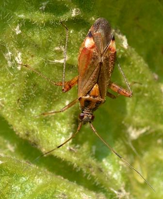 Closterotomus fulvomaculatus